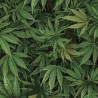 100% Cotton Fabric Timeless Treasures Mary Jane Hemp Plant Cannabis Leaf