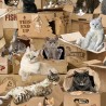 100% Cotton Fabric Timeless Treasures Cats in Cardboard Boxes Kitty Cat