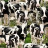 100% Cotton Fabric Timeless Treasures Cow Calf Farm Animal