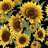 100% Cotton Fabric Nutex Flower Market Floral Sunflower Walnut Place