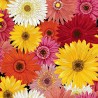 100% Cotton Fabric Nutex Flower Market Floral Gerberas Yarborough Crescent